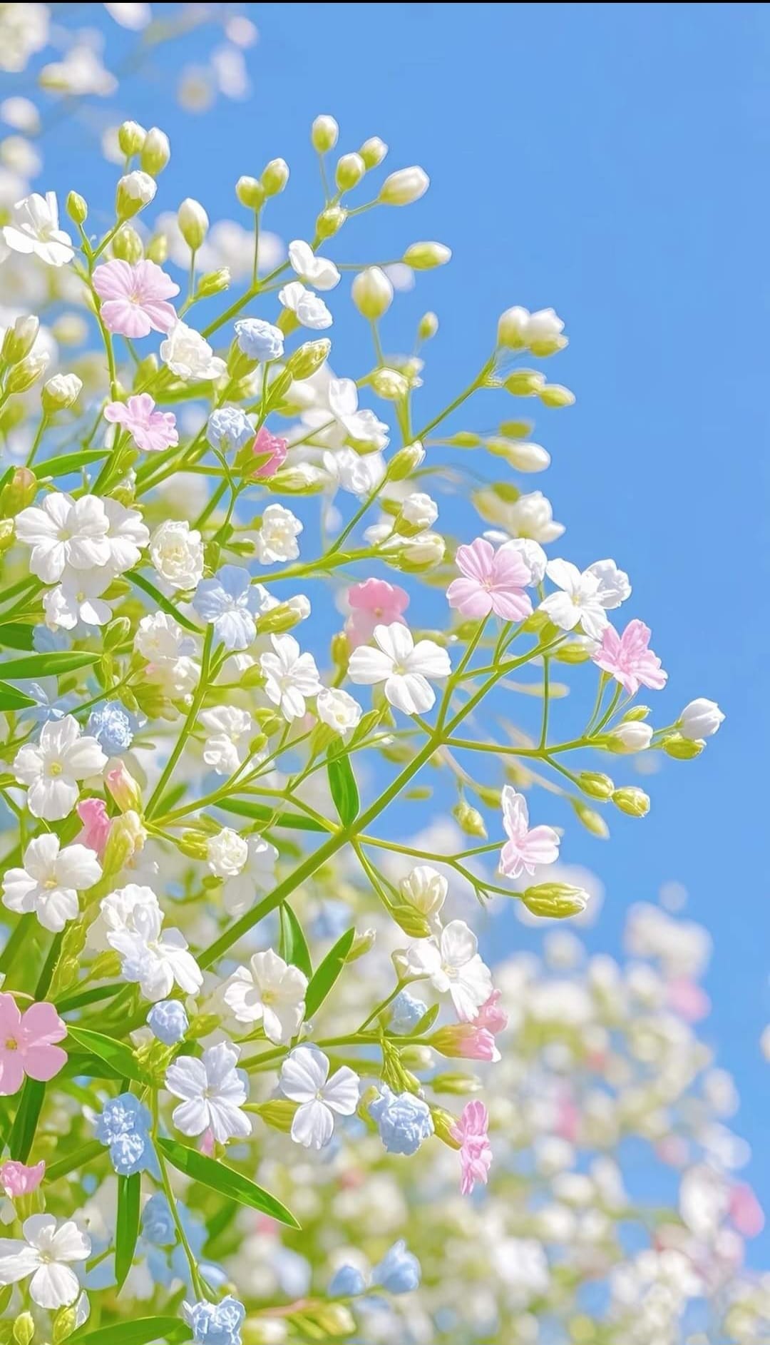 I'm so obsessed with sky and flowers 💙🌸✨