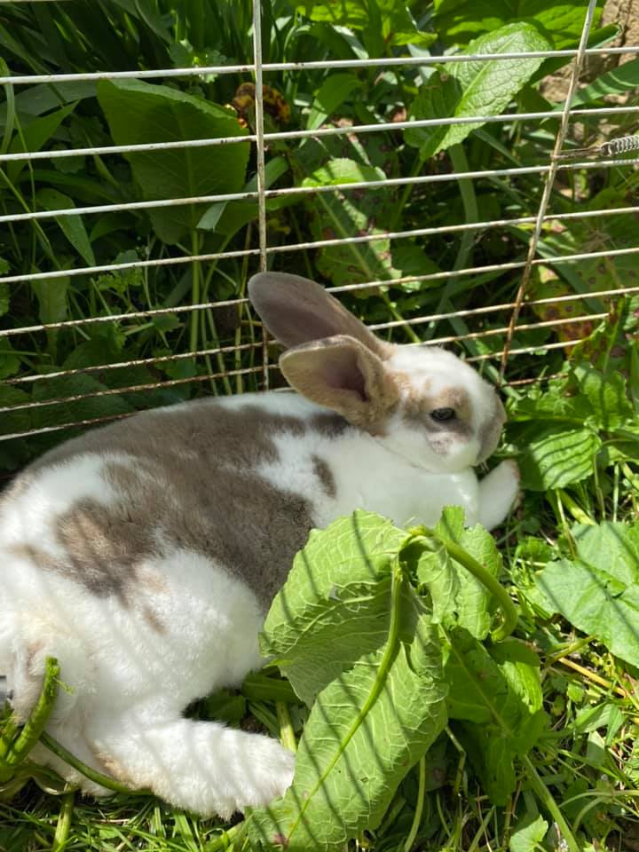 Freedom Fields Rabbitry