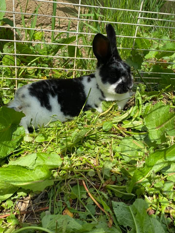 Freedom Fields Rabbitry
