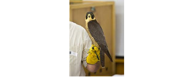 Mass Birds of Prey with Tom Ricardi