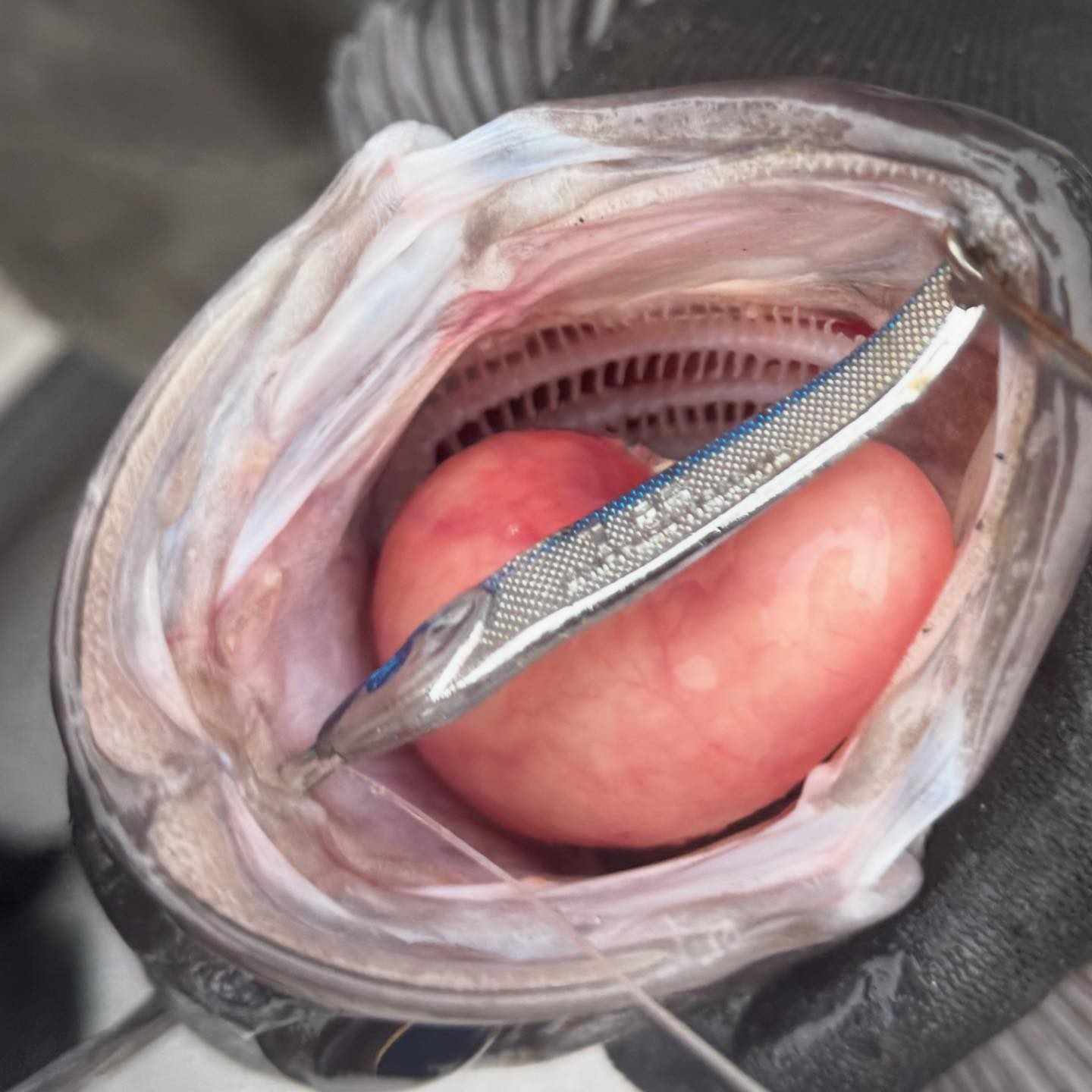 felony fish hooked Salmon Hook For Skein Fishing The Blood Run Skeena Hook is designed for the avid salmon fisherman Sheepshead fishing rules change beginning