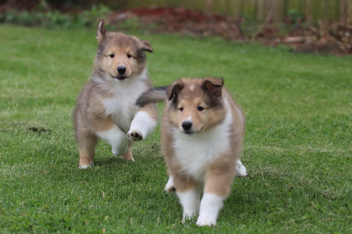 Here are Apple and Echo! ♥ ♥ - Garlind Ridge Collies | Facebook