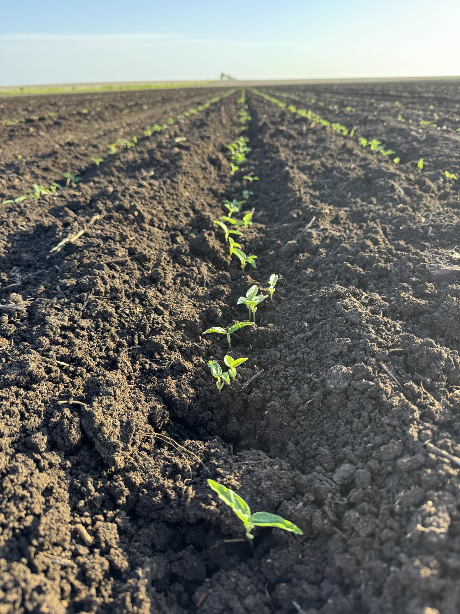 Bendee Farming | Gindie QLD