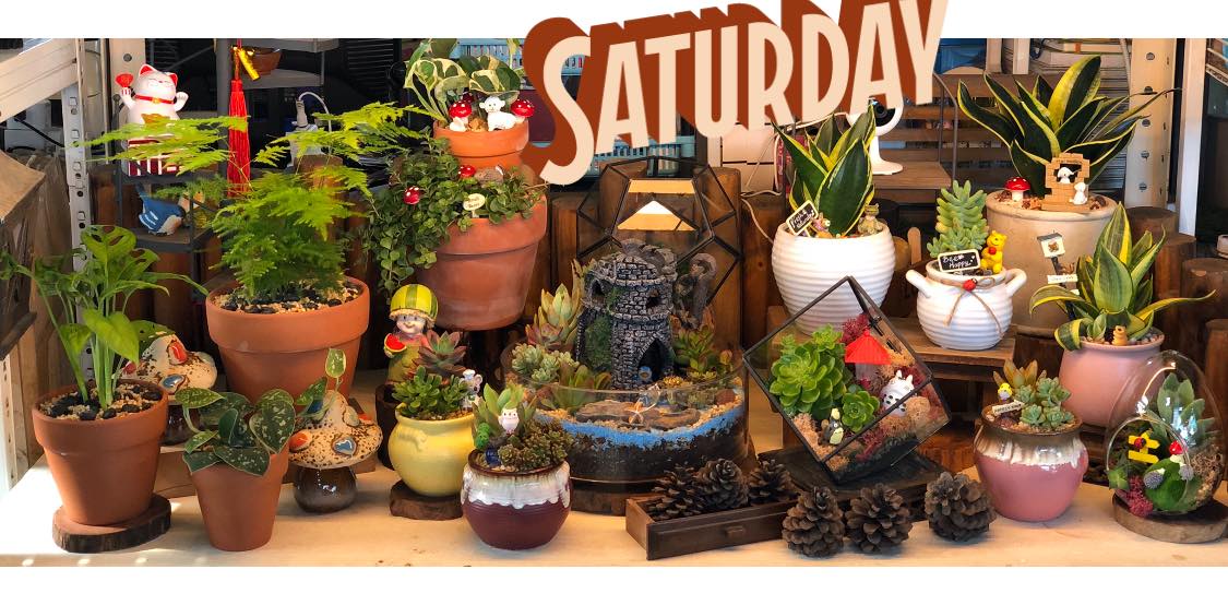 Seng Huat Nursery Plants To Cheers Your Weekend Facebook