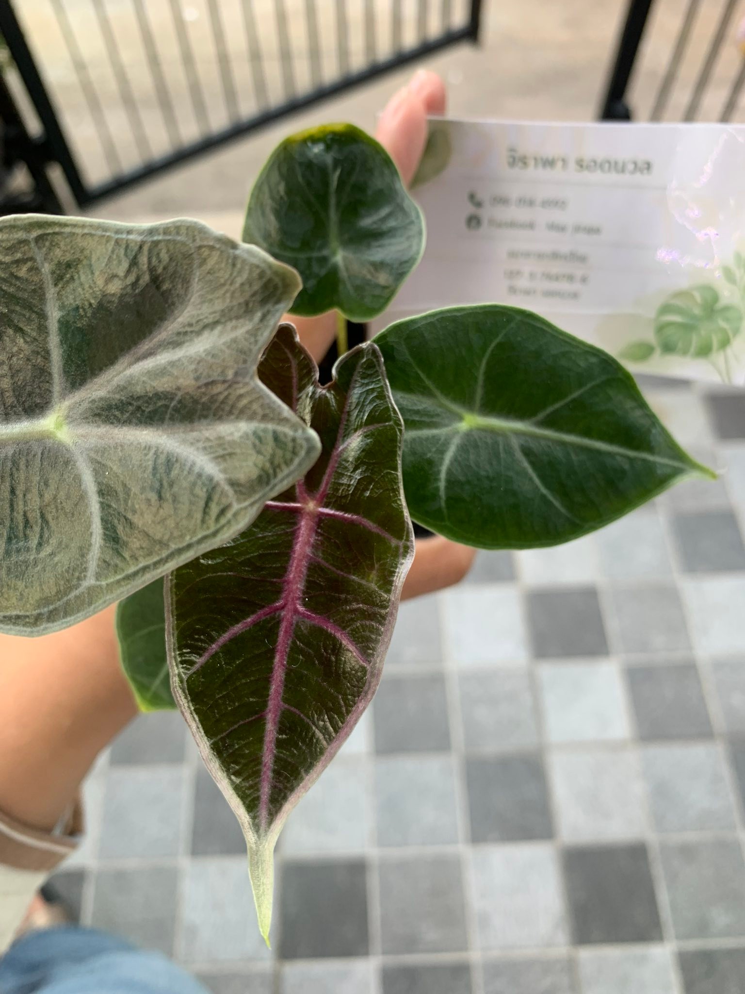Alocasia black satun pink bone for sale