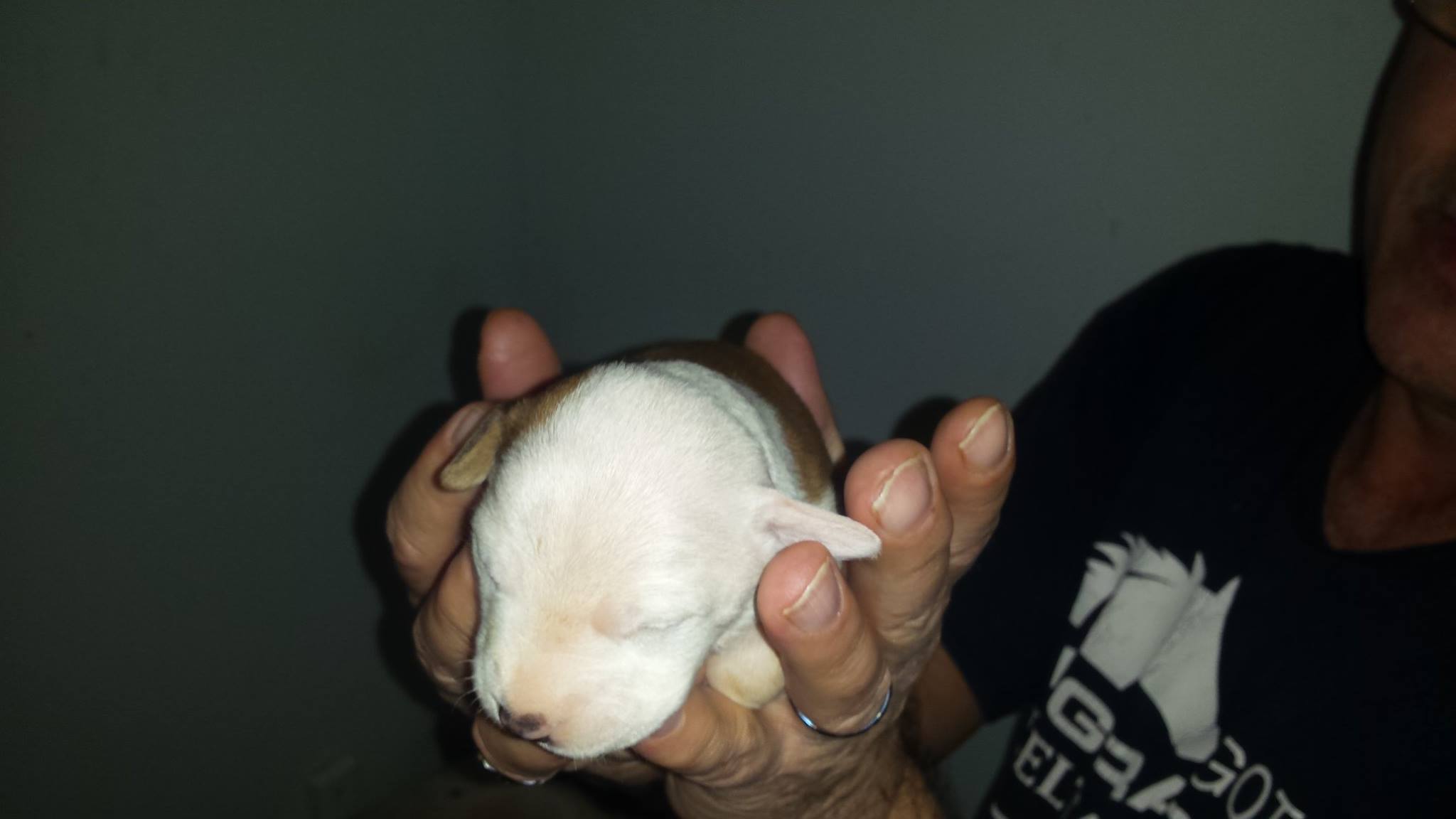 Ark Angels Animal Rescue added... - Ark Angels Animal Rescue