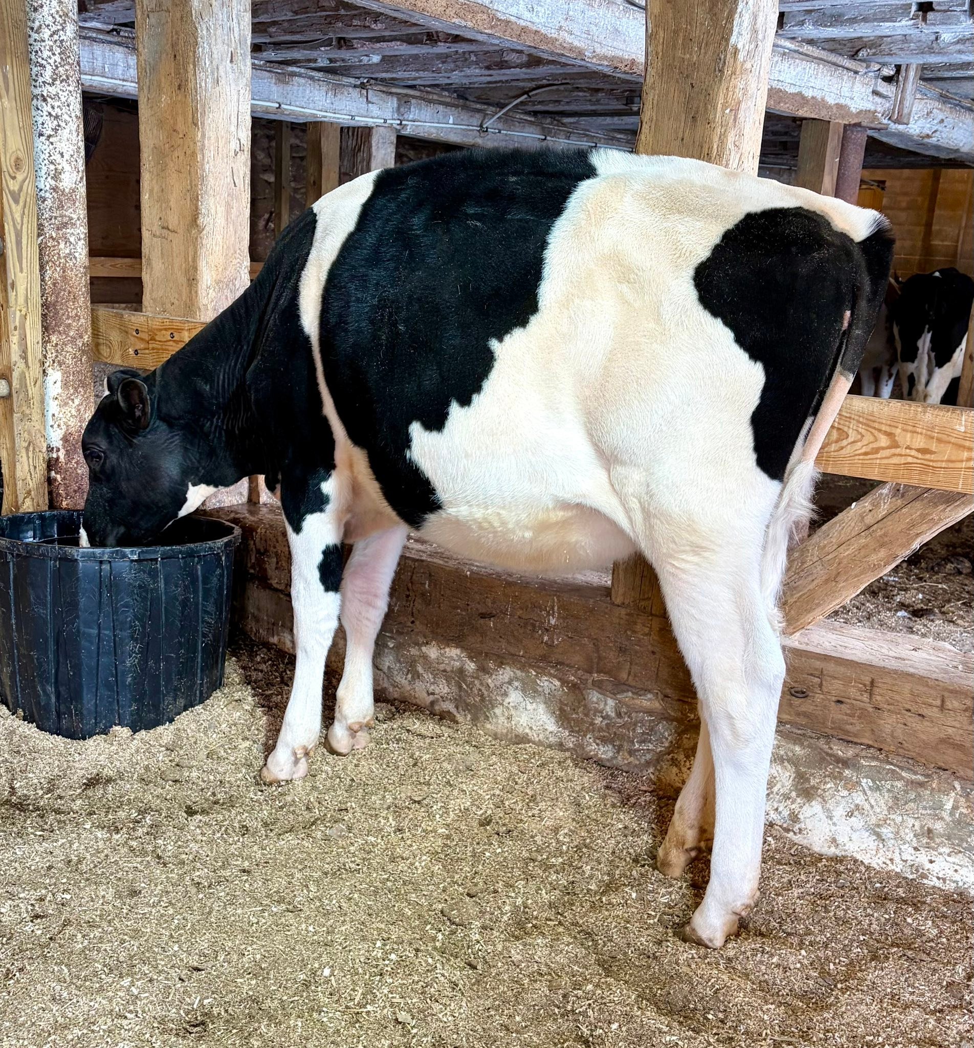 Lot 34 Pa Holstein Convention Sale Summer calf Jagger x VG