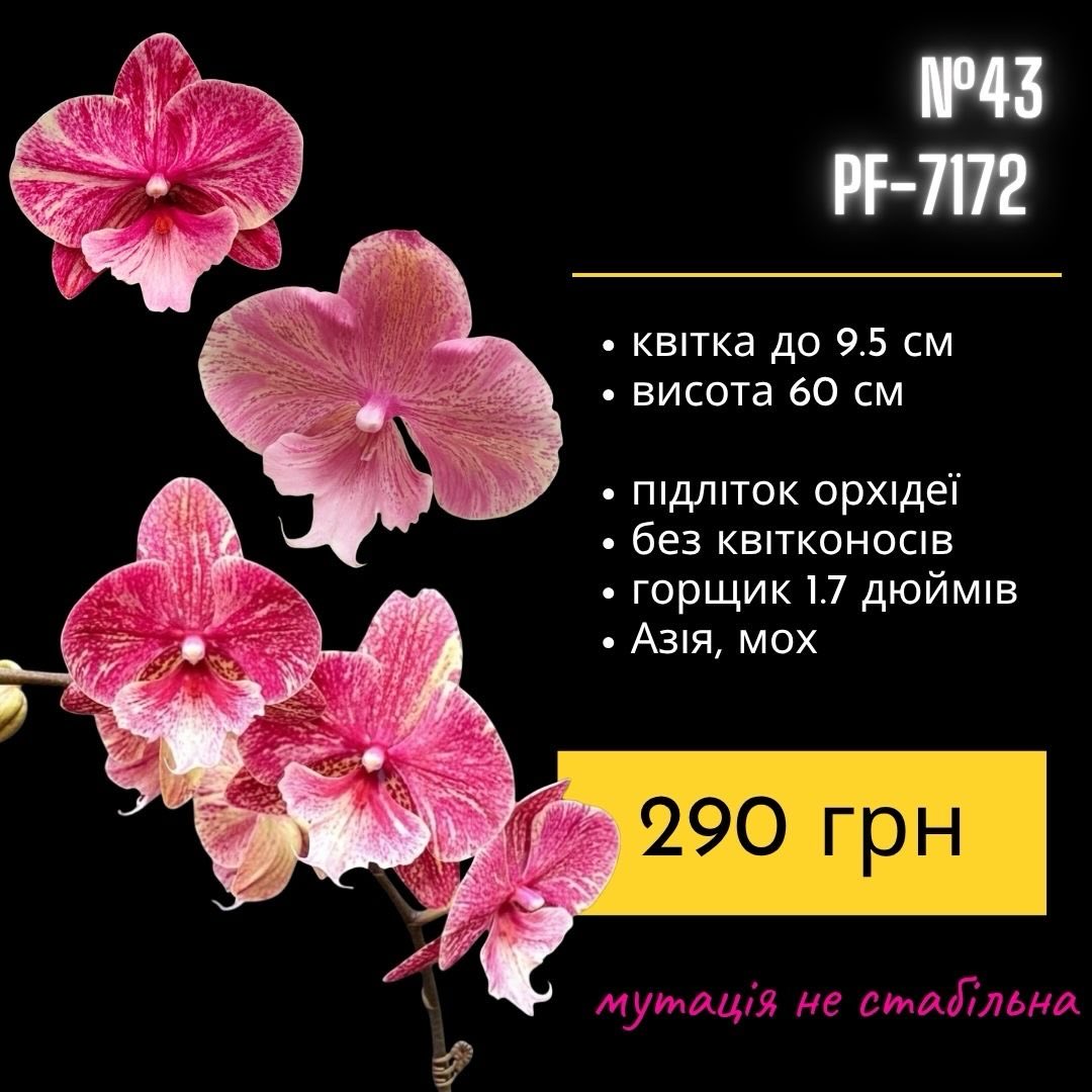 Підлітки орхідей в горщику 1,7 дюймів, без квітконосів Азія, мох