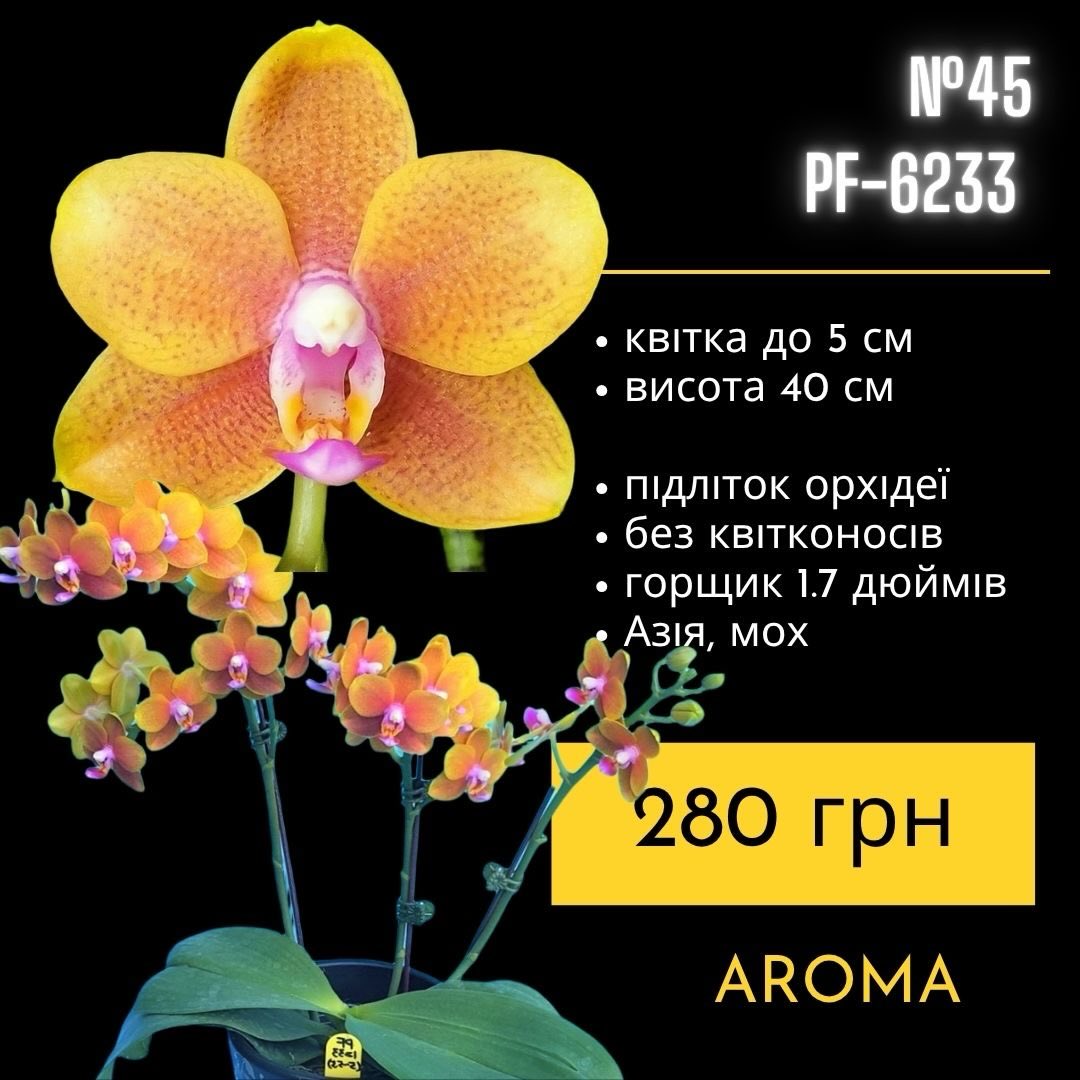 Підлітки орхідей в горщику 1,7 дюймів, без квітконосів Азія, мох