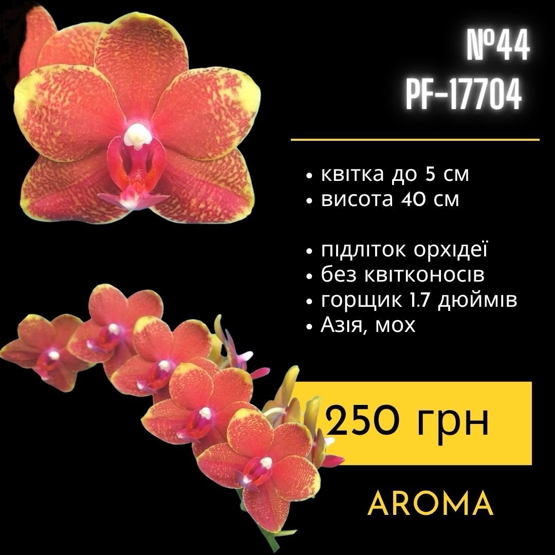 Підлітки орхідей в горщику 1,7 дюймів, без квітконосів Азія, мох