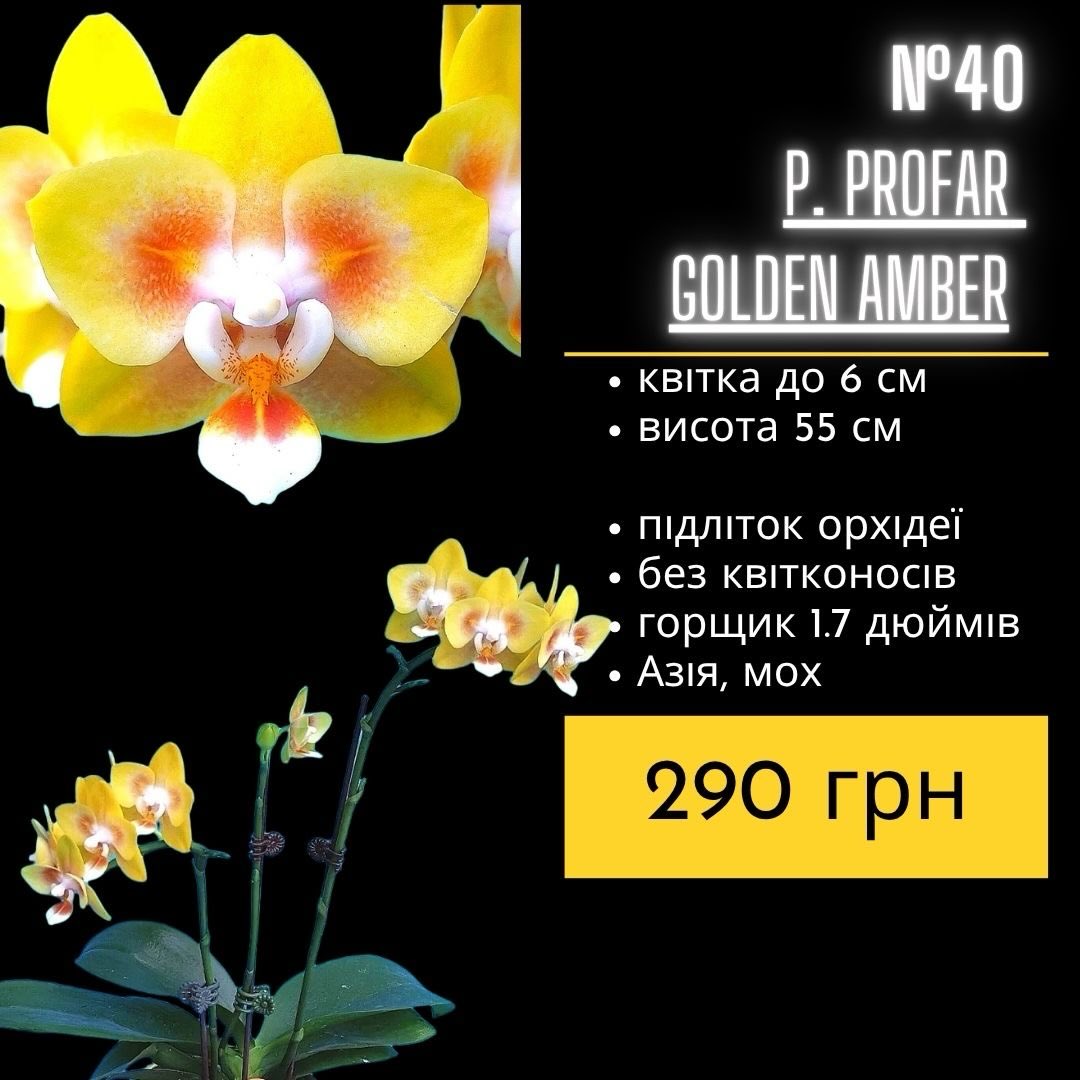 Підлітки орхідей в горщику 1,7 дюймів, без квітконосів Азія, мох