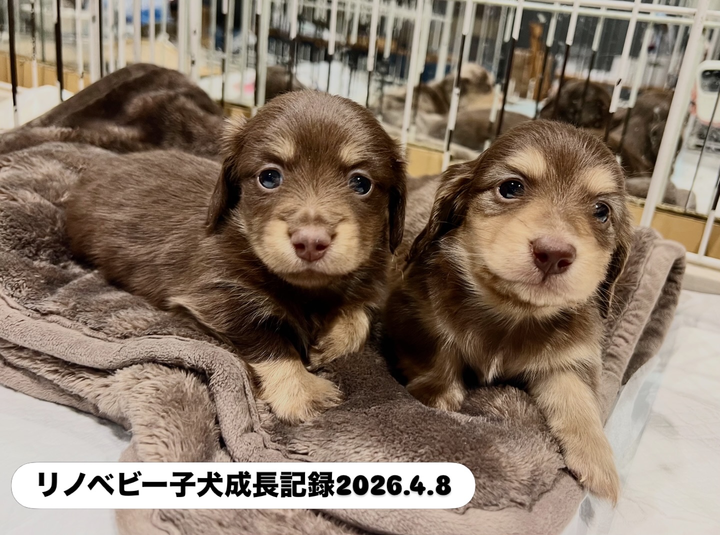 昨夜のイケメン3兄弟オチビーズ☺️ 個性出てきてとっても可愛いです 