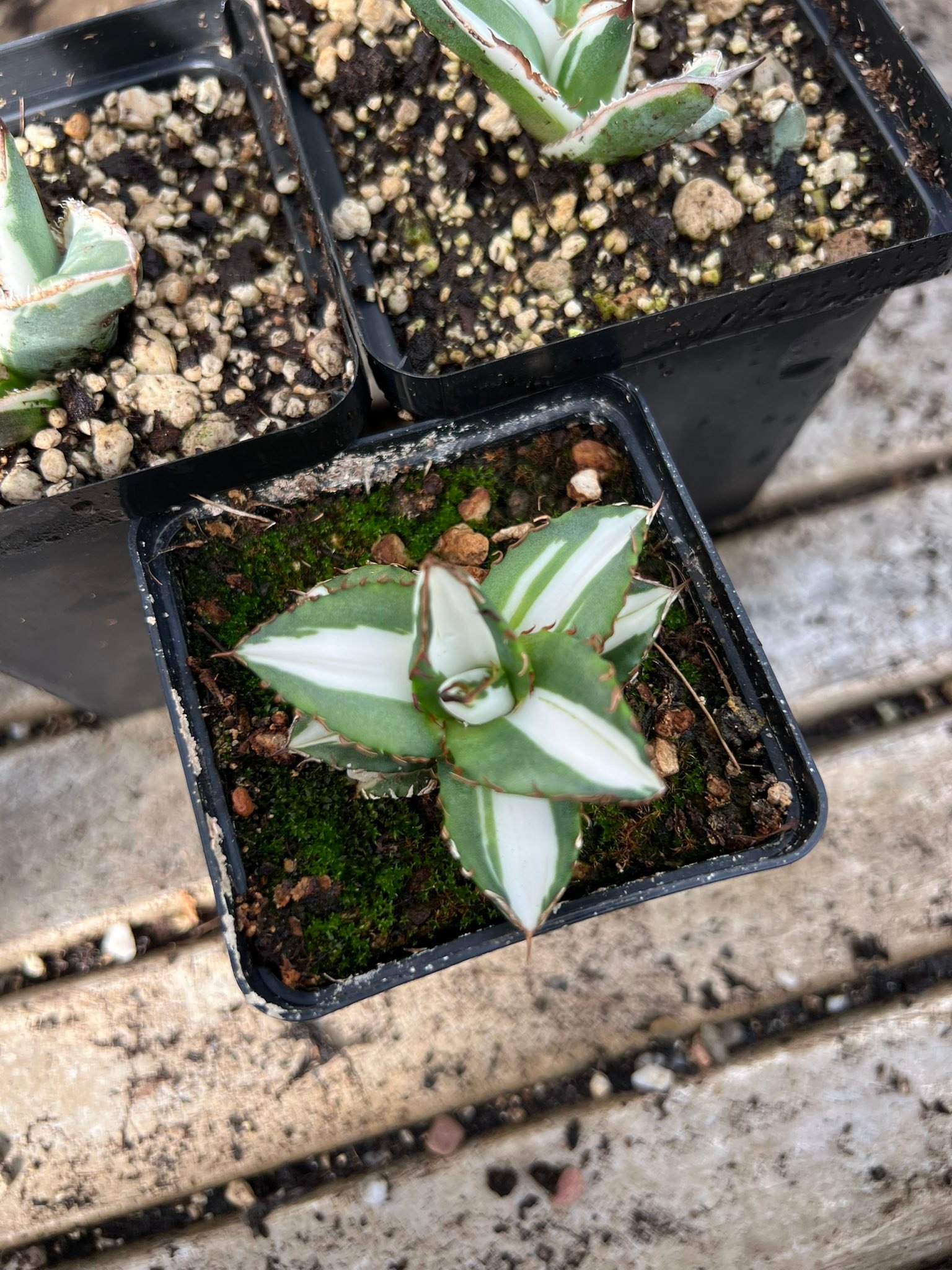 Triple white set Agave titanota 'Sun God' Agave titanota 'Jade