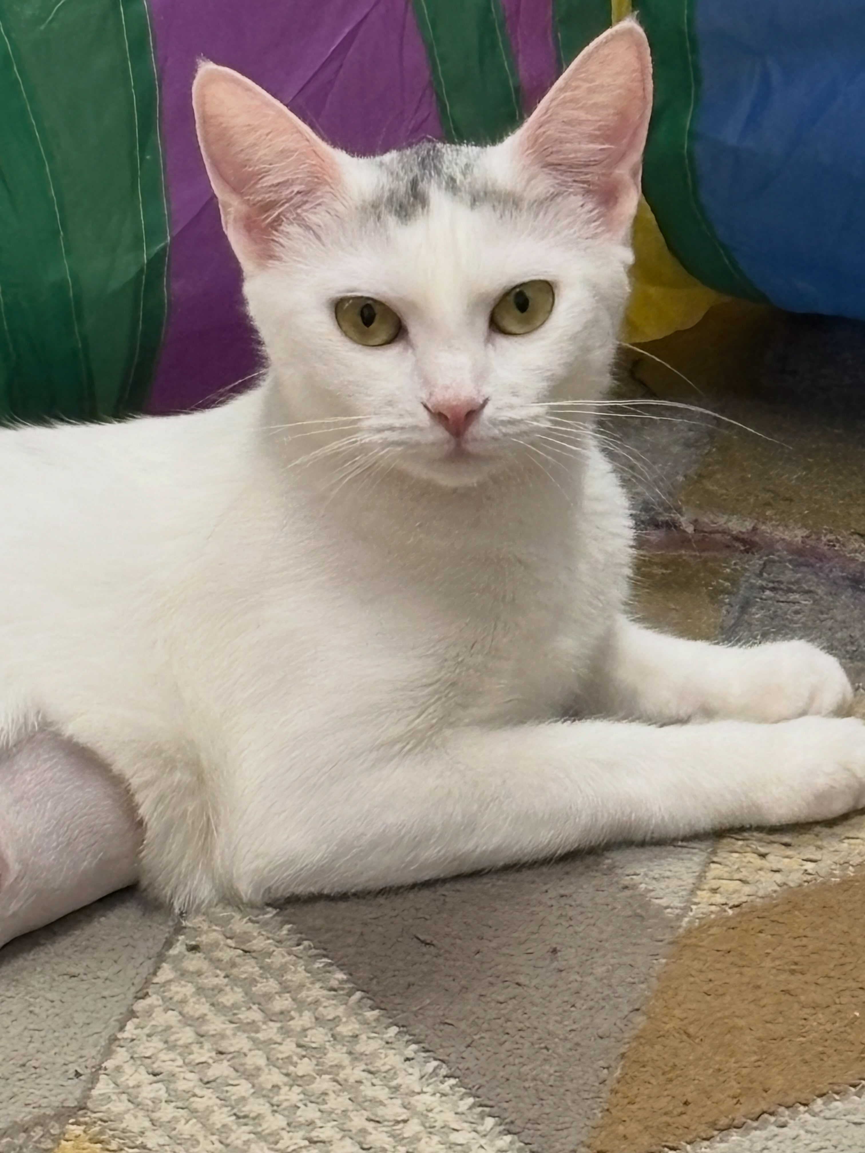 Gardenia the white cat available for adoption