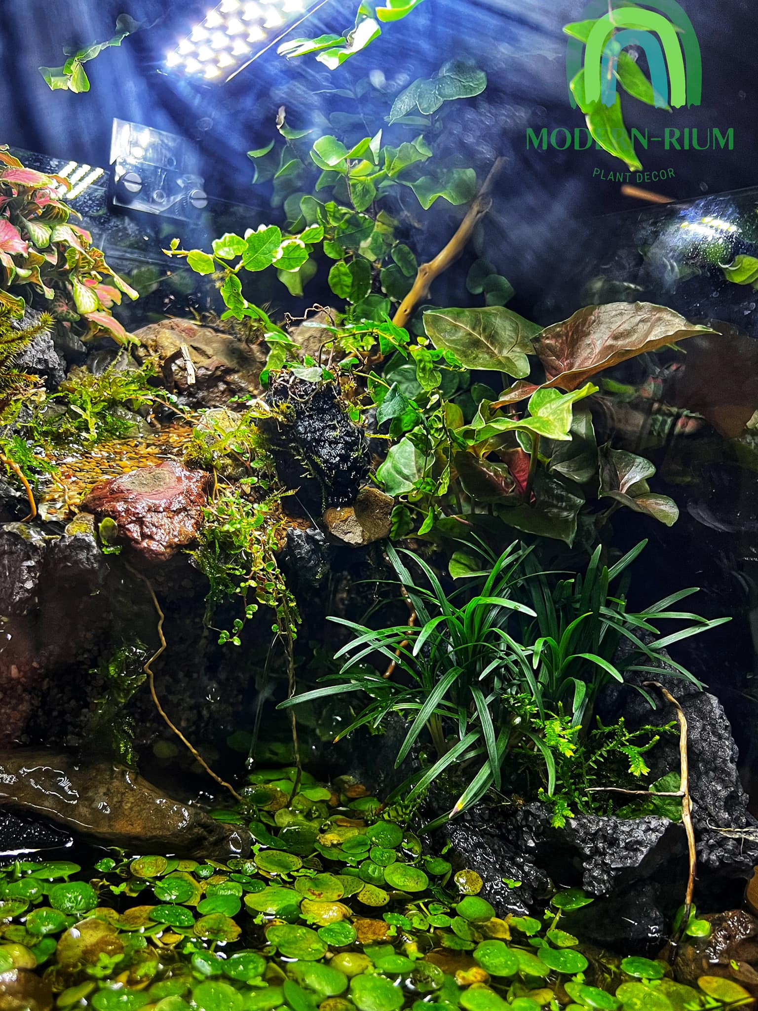 Modern-rium - Paludarium 30x30x30cm Now available.... | Facebook