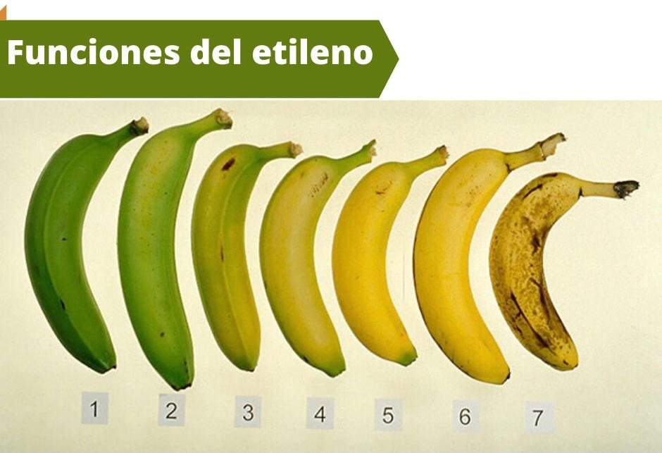 Función del etileno.🍅🍌🌱👨🏻‍🌾... - Agroquímicos Arca S.A de C.V | Facebook