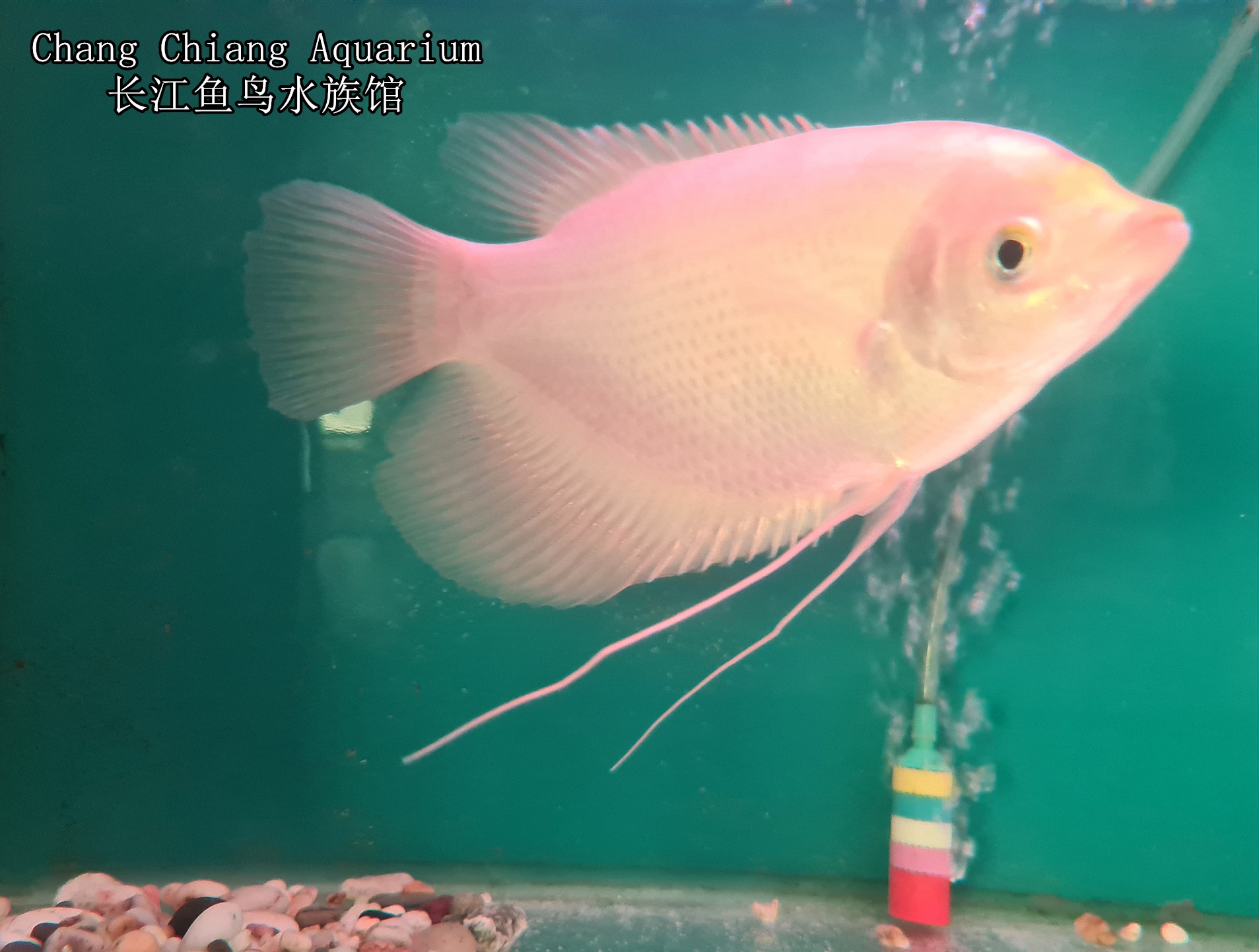 Kalui is also known as... - Chang Chiang Aquarium 长江鱼鸟水族馆