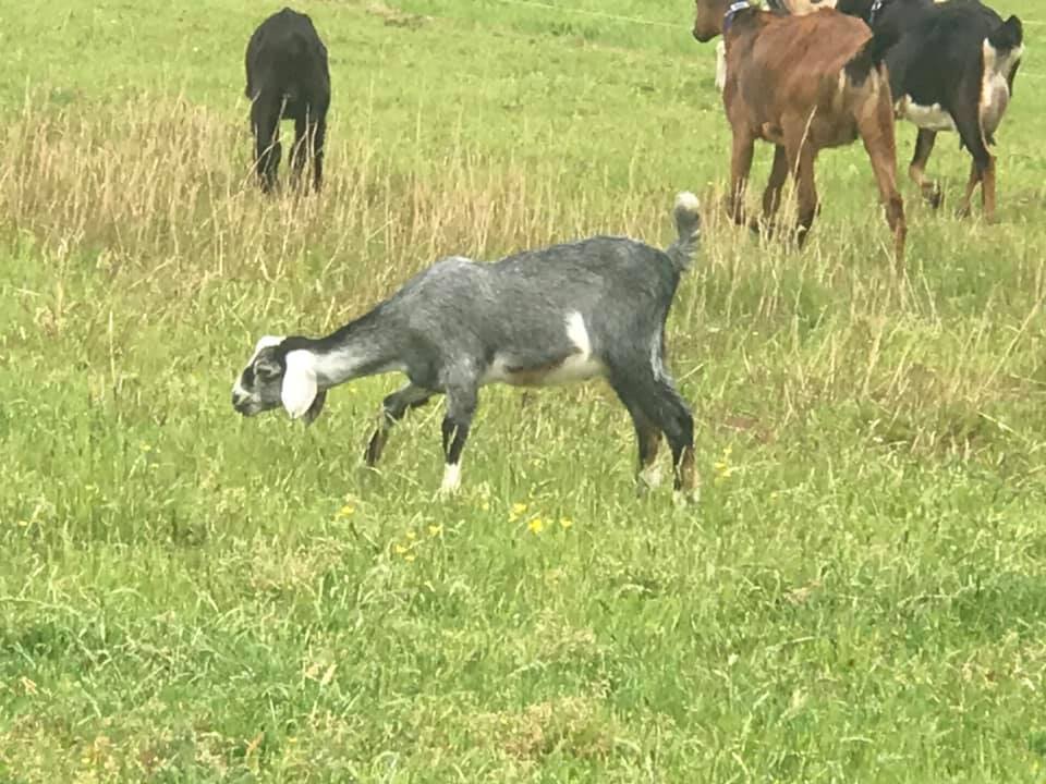 Twisted V Farm - Our pretty new boy we added this kidding...