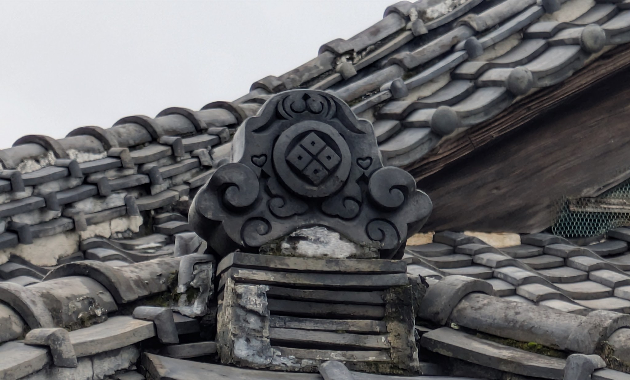 矢中の杜の庭園で、 竜巻被災以来、はじめての大王松の松ぼっくり発見