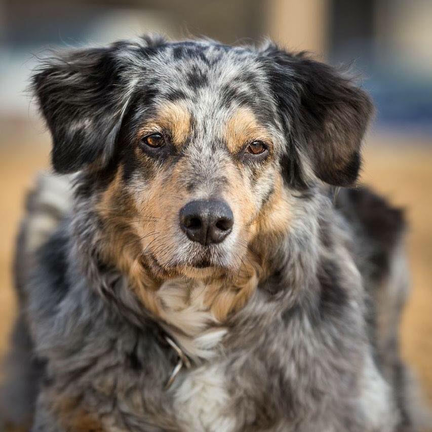 Jamie - Best Dog