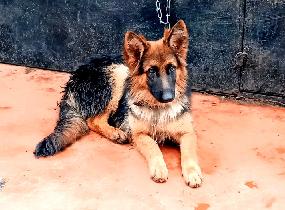 BigPaw Kennels Meru | Meru