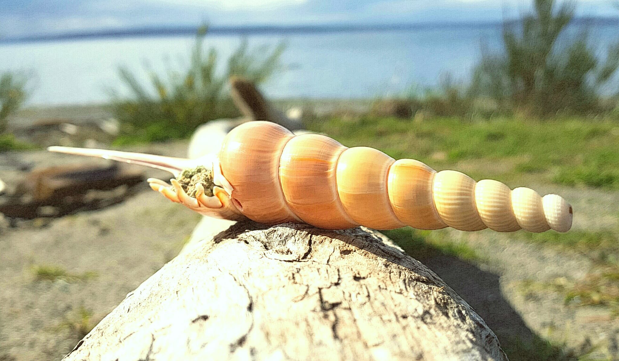 SeaShellPipes