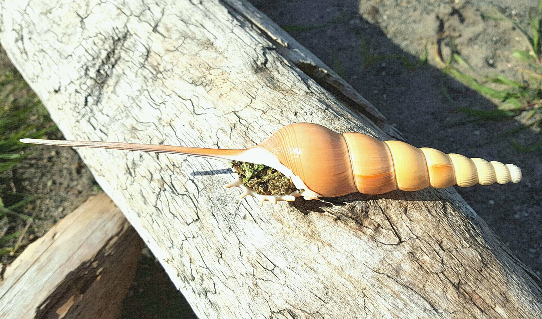SeaShellPipes