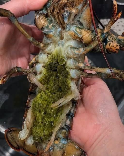 The Mystery of Lobster's Green Goodies: What That Green Paste