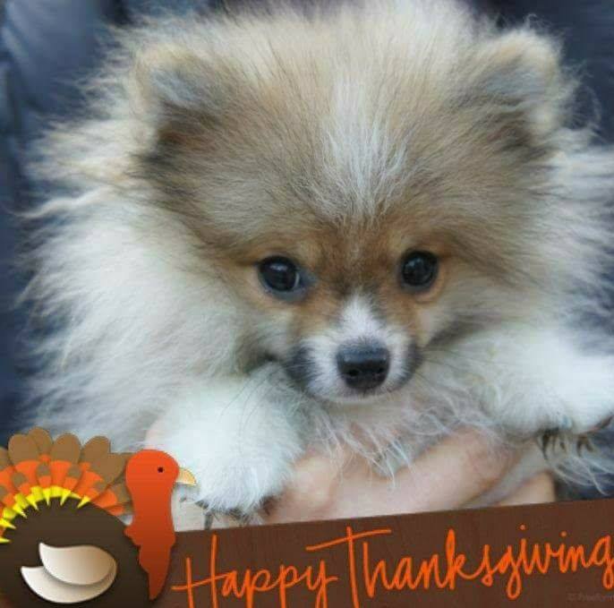 Smidget Rescue - Smidget Rescue added a new photo.