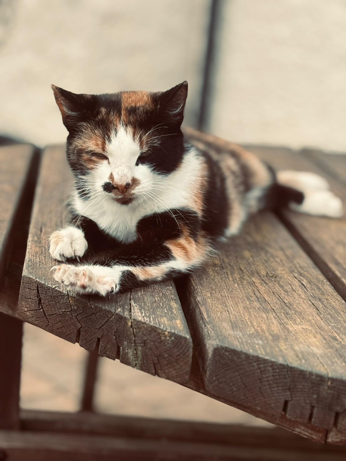 The Salmon Inn - 🐾 Meet our lovely pub cat! 🐾 She lives... | Facebook