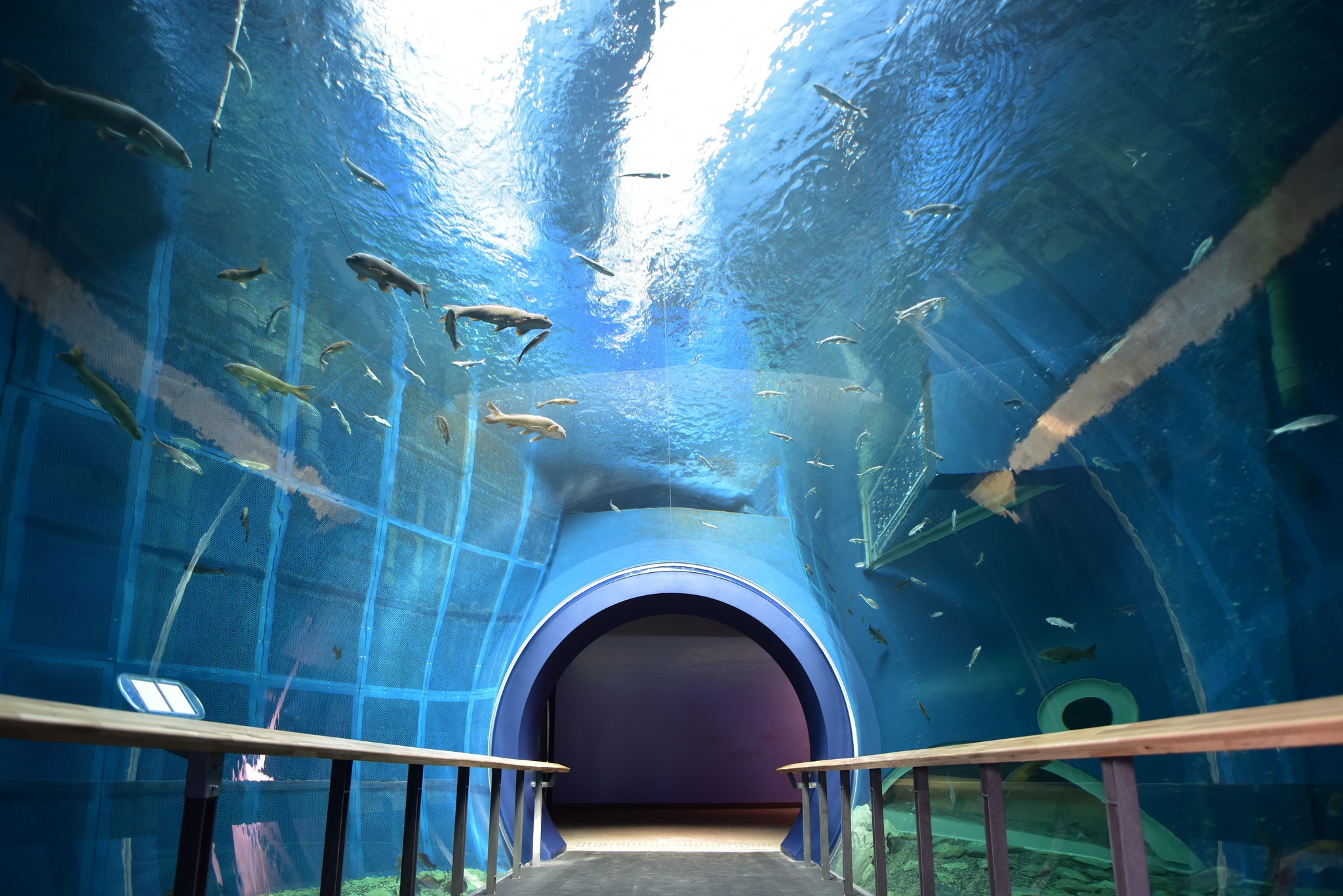滋賀県立琵琶湖博物館（Lake - 水族展示のいくらかの水槽はすでに魚を