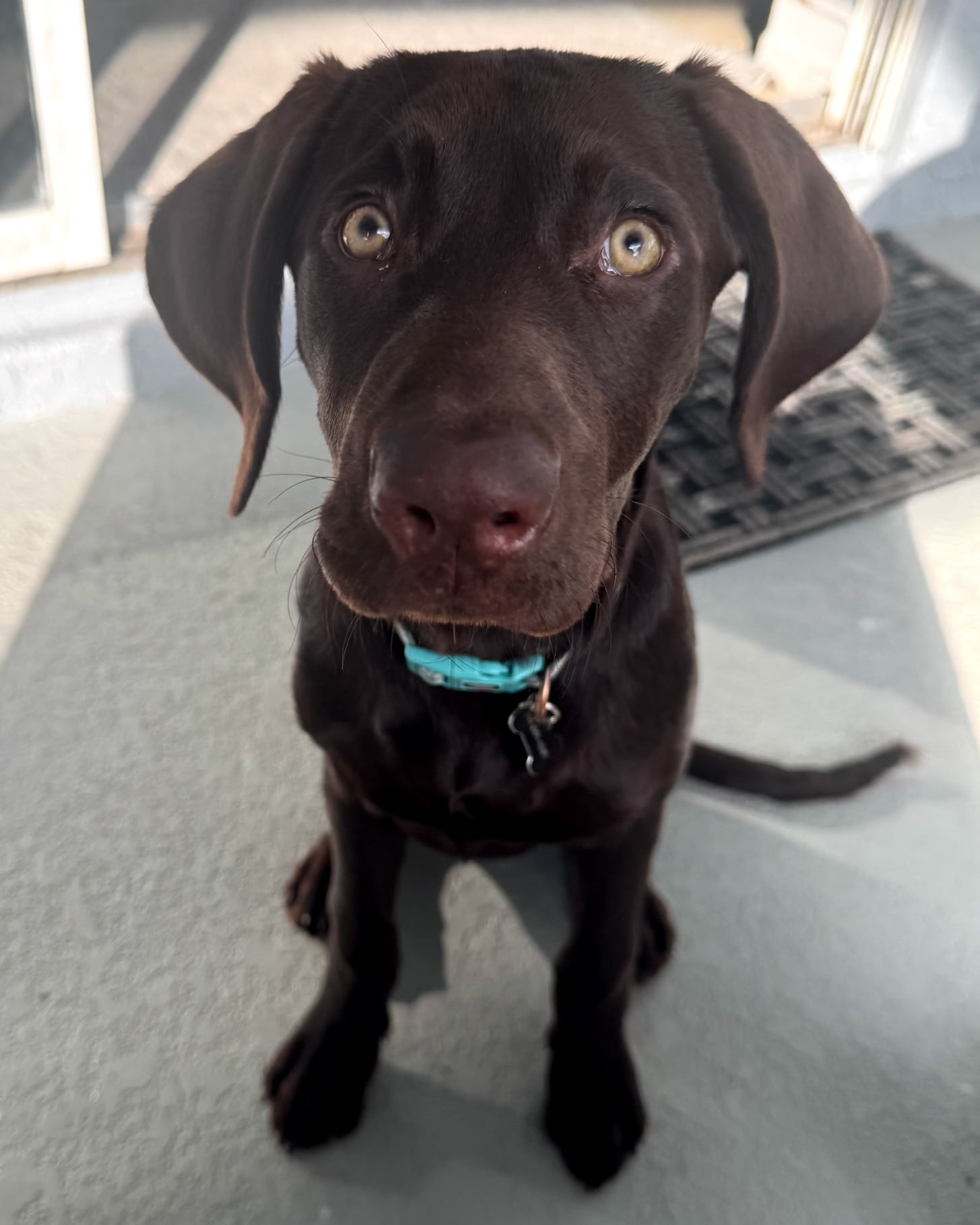 Labrador... - Labrador Retrievers in Southwest Florida