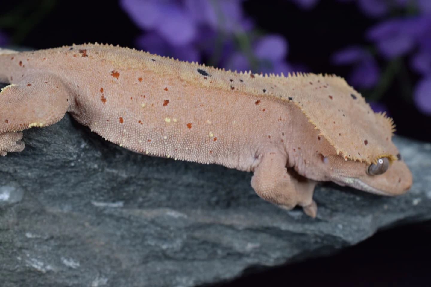 Gecko Loco Exotics