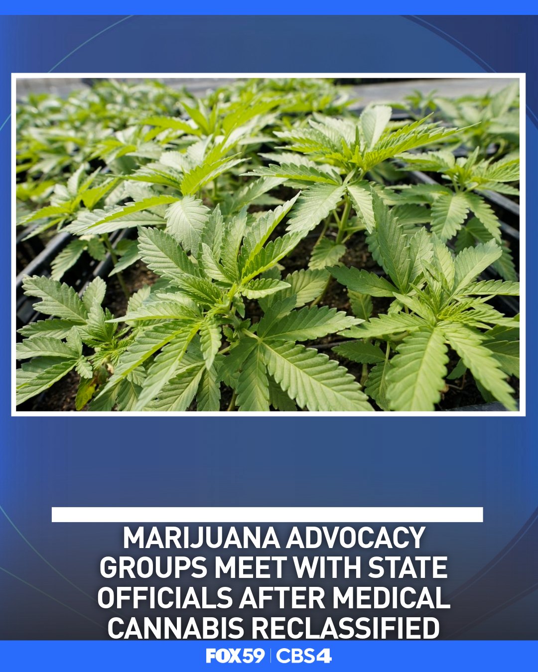 lost thc vape directions Several pro-cannabis groups met with Indiana officials to talk about potential next steps, with a focus on medical cannabis use among veterans. LATEST: https://fox59.com/news/politics/marijuana-advocacy-groups-meet-with-state-officials-following Flavours:Blanco Grapefruit Lost Mary OS5000 Blueberry ELITE-202361