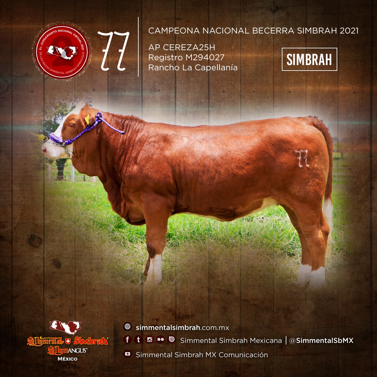 Simmental Simbrah Mexicana - Campeona Nacional Becerra Simbrah 2021 AP ...