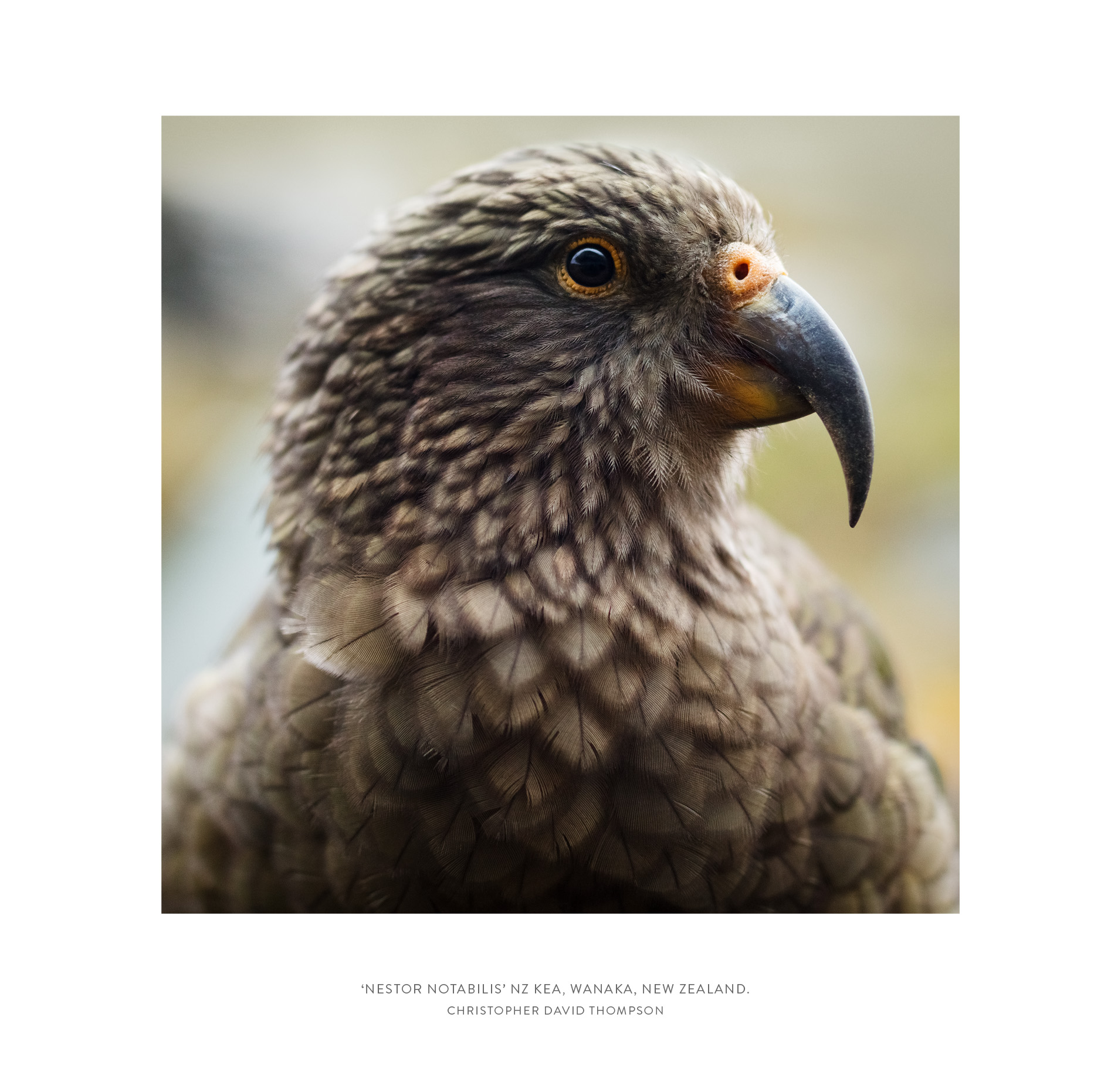The Picture Lounge - NZ Photographers Gallery - 'A Wanaka Window' Mou ...