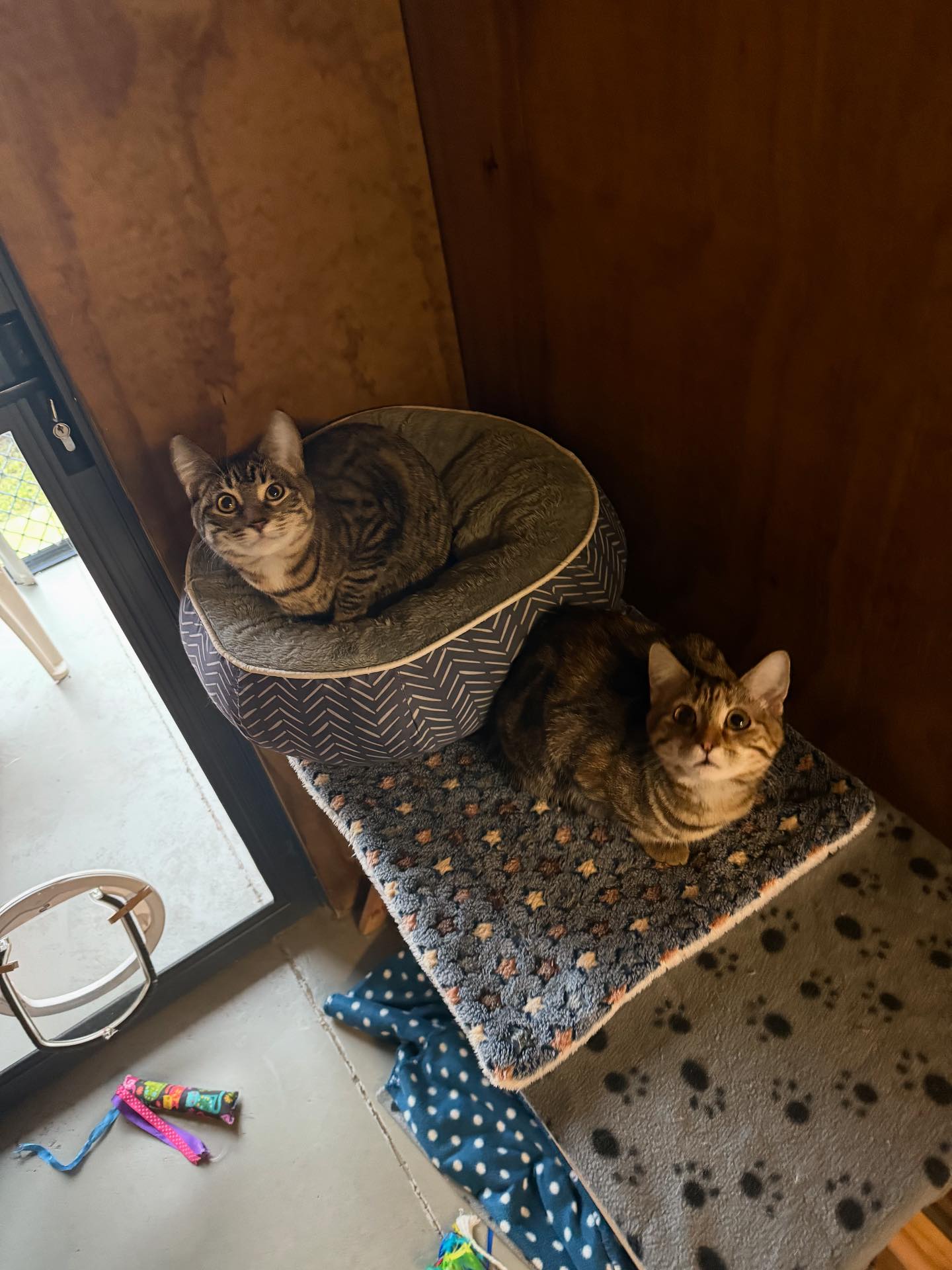 Selwyn Cattery | Springston