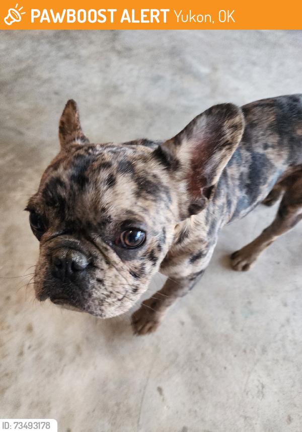 Found brindle french bulldog in Yukon OK