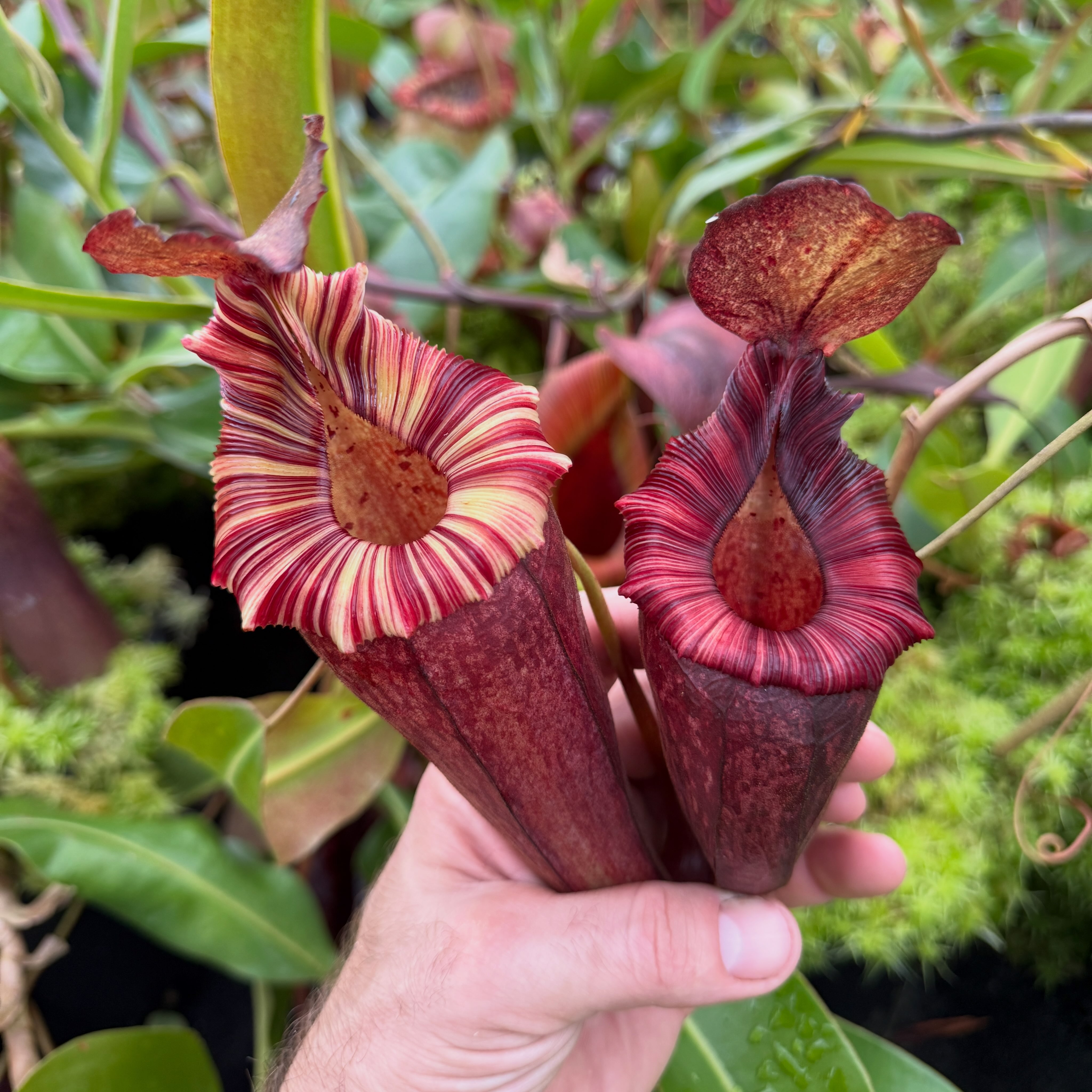 ナキシロドリゲス Exotica hybrid nepenthes plant from Redleaf Exotics