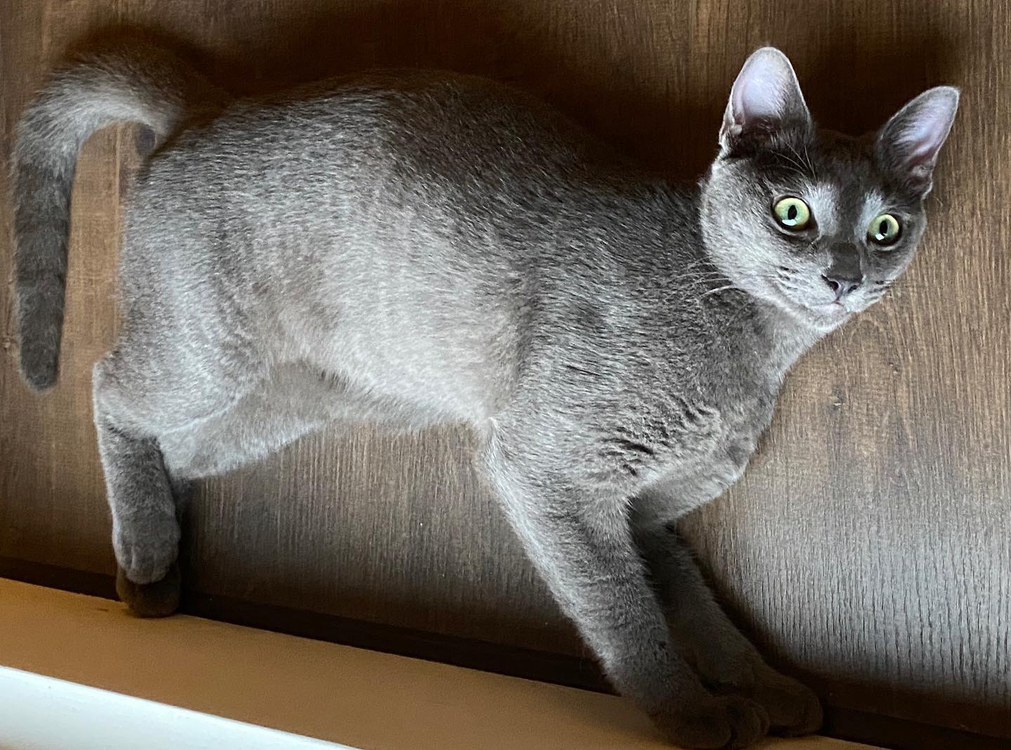 我是喵咪口俄羅斯小藍貓 - What??? #rbcat #russianblue #russianbluecat #cat # ...