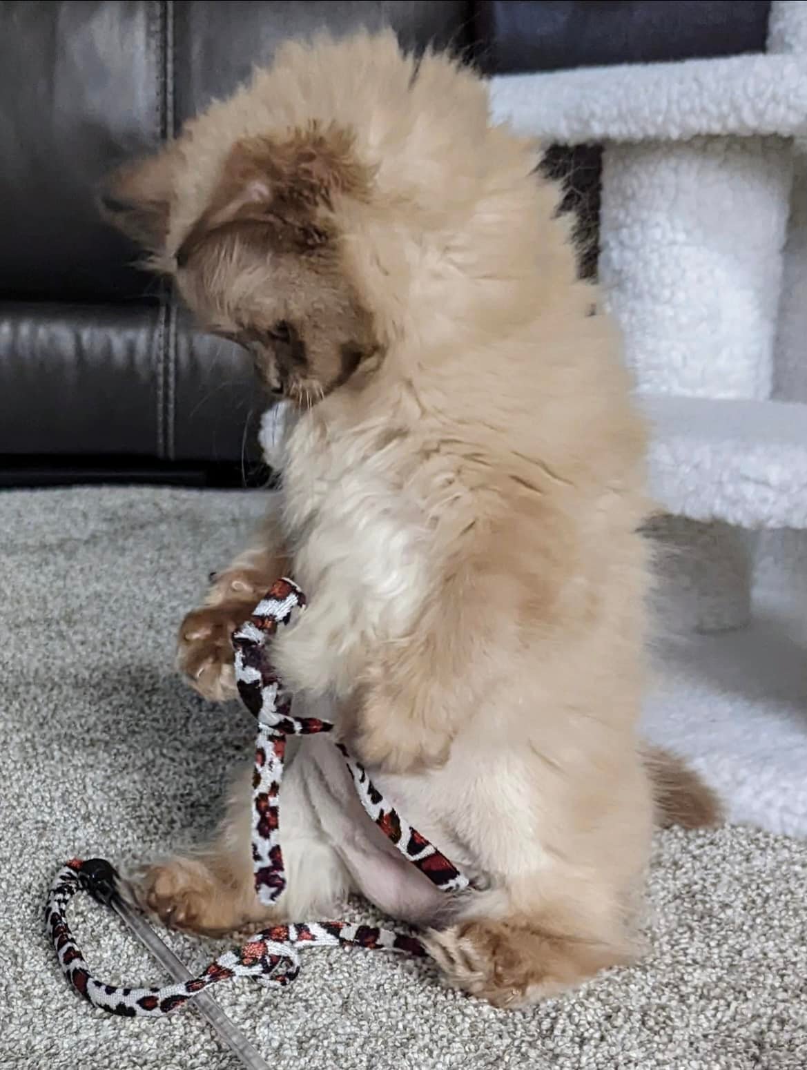Nky Top Notch Ragdolls | Hebron KY