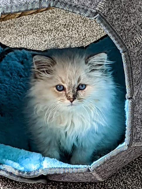 Nky Top Notch Ragdolls | Hebron KY