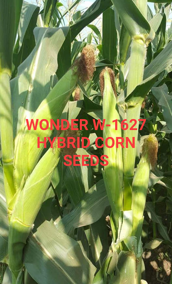 Wonder Hybrid Corn Seed added a... - Wonder Hybrid Corn Seed