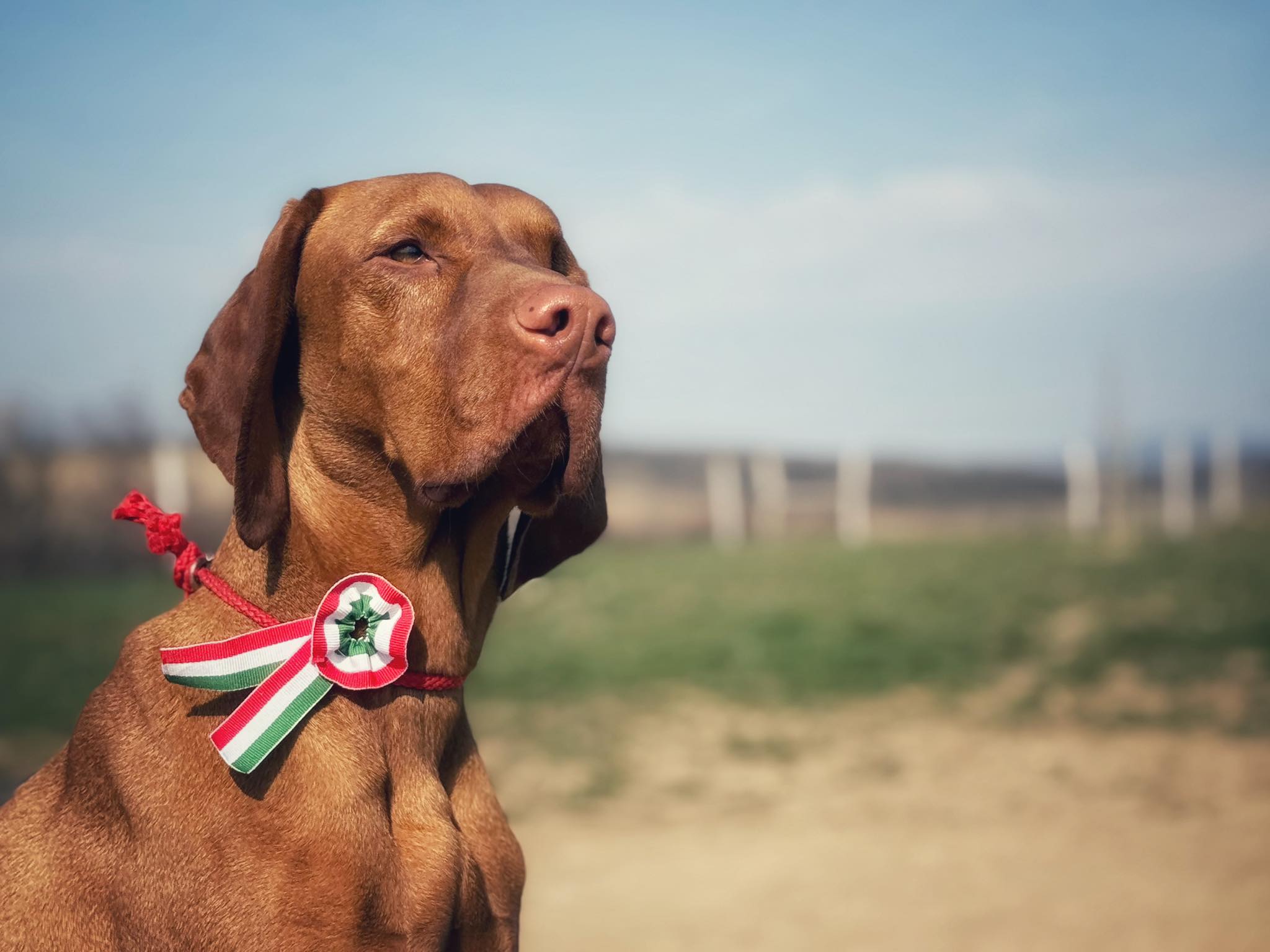 KONi Kutyatréning... - KONi Kutyatréning - KONi Dog Training