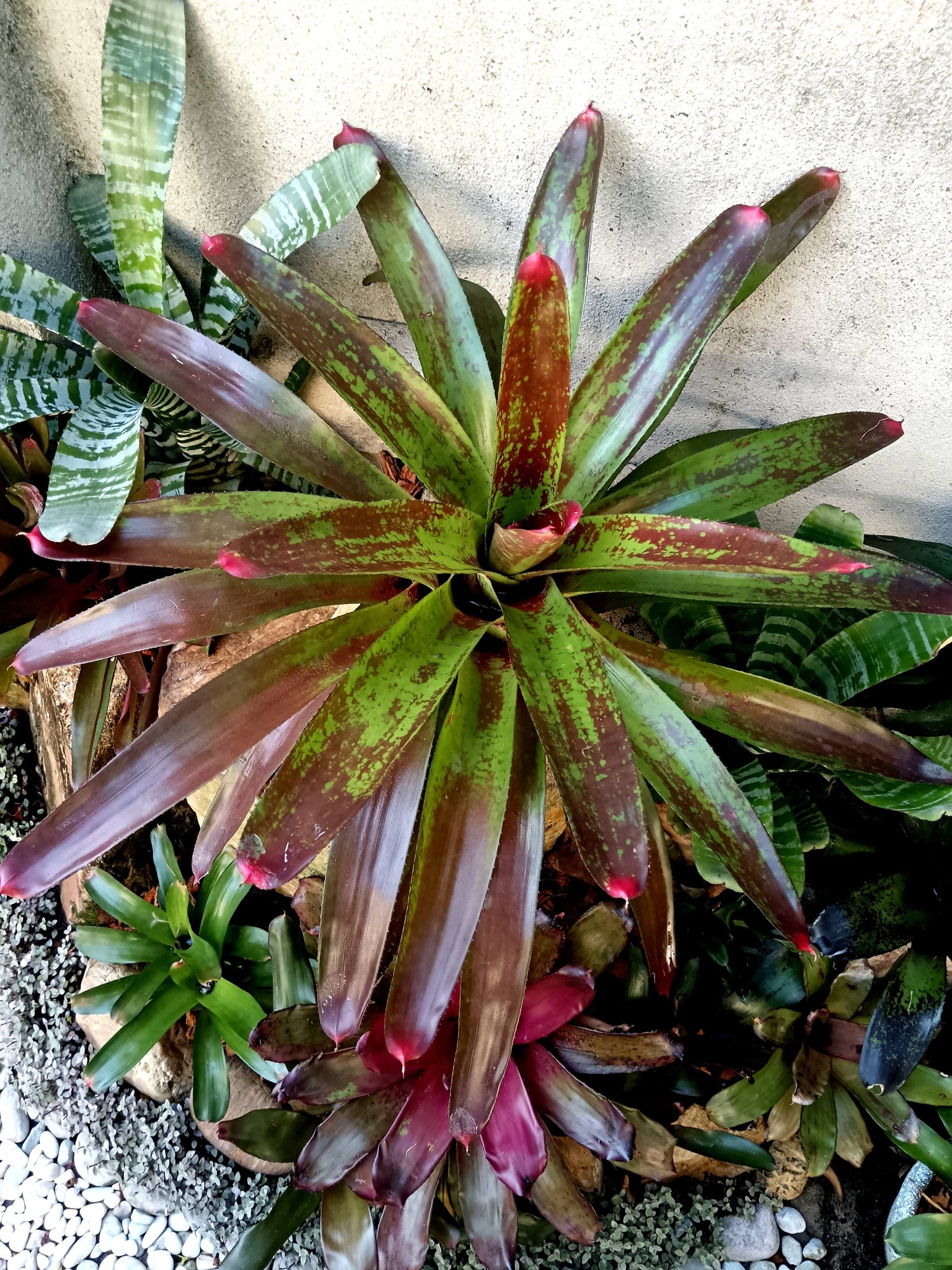 Neoregelia SNAKE CHARMER
