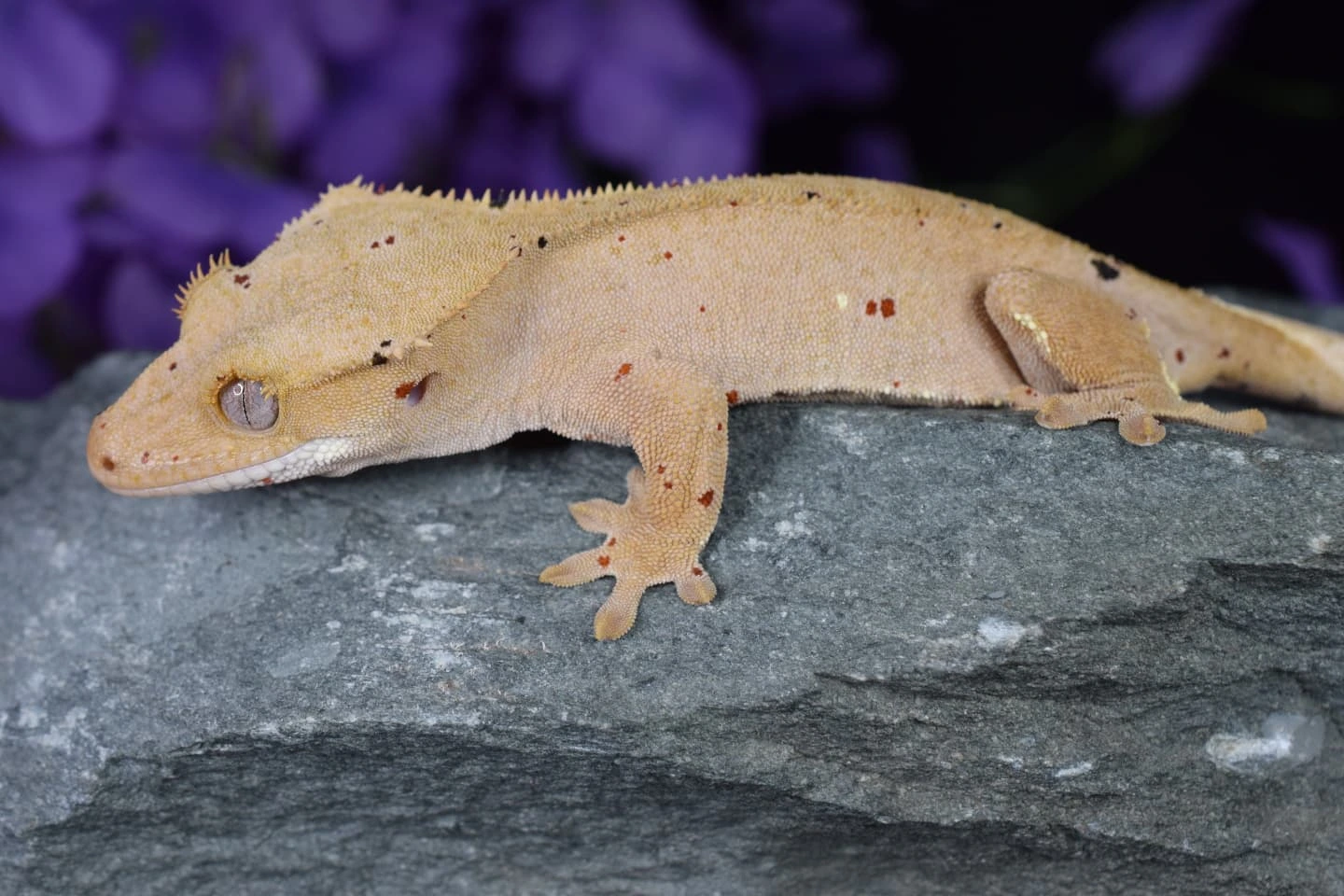 Gecko Loco Exotics