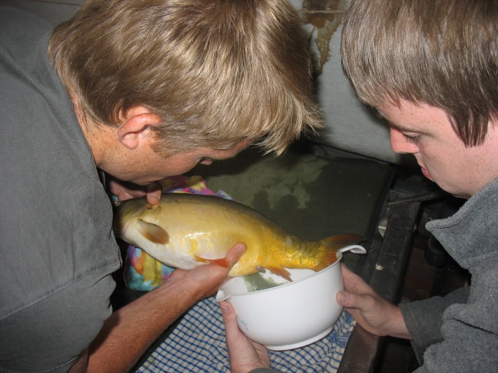 Fishing Bough Beech | Tonbridge