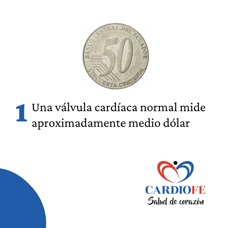 Cardiof... - Cardiofe Cardiología Doctores Electrocardiograma