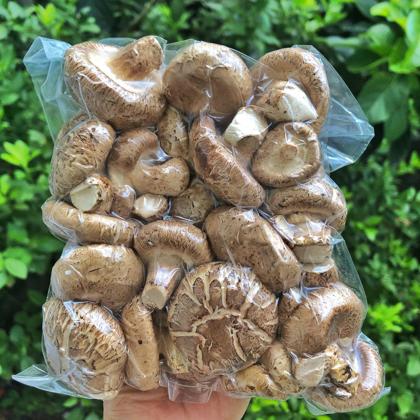 Fresh Mushrooms Oh How We The Vegan Grocer Ph Facebook