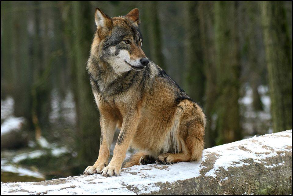 Kommt Morgen Endlich Der Fruhling Biotopwildpark